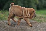 SHAR-PEI 794